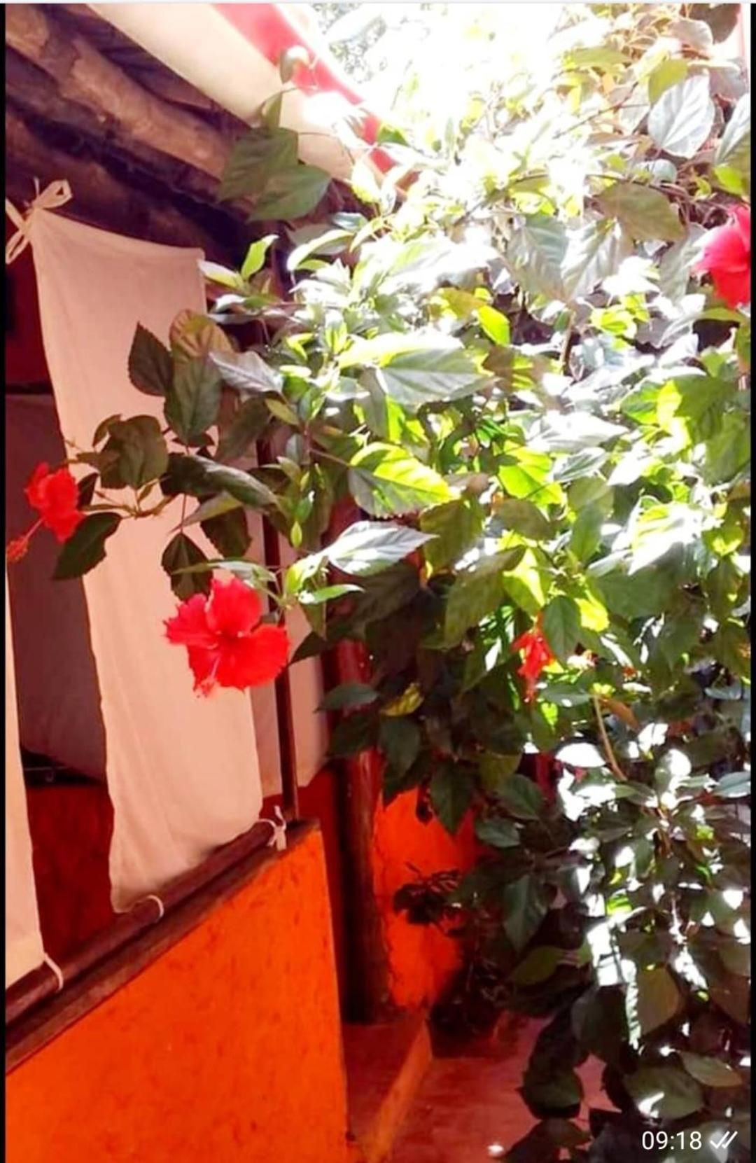 Sipano Beach Lodge Kiwengwa Kiwengwa  Dış mekan fotoğraf
