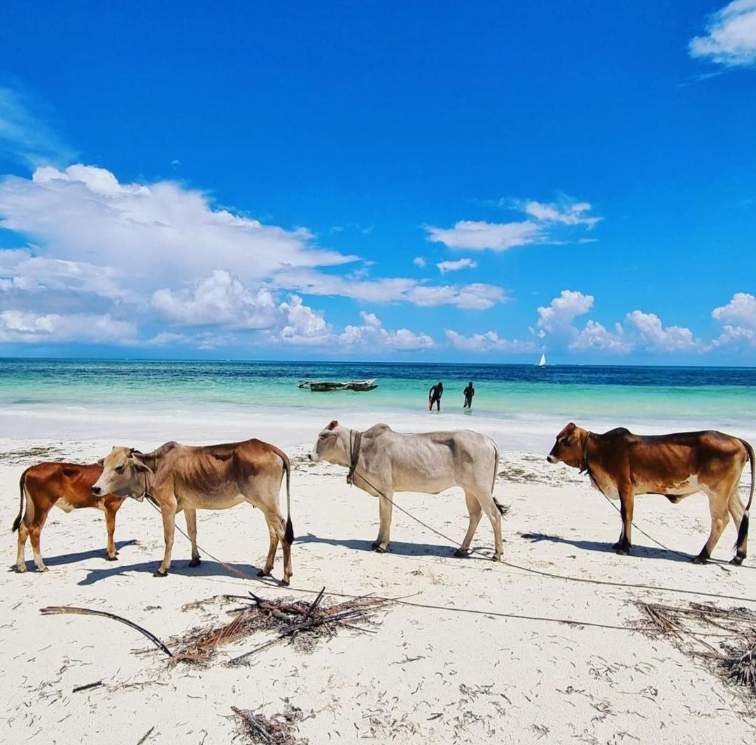Sipano Beach Lodge Kiwengwa Kiwengwa  Dış mekan fotoğraf